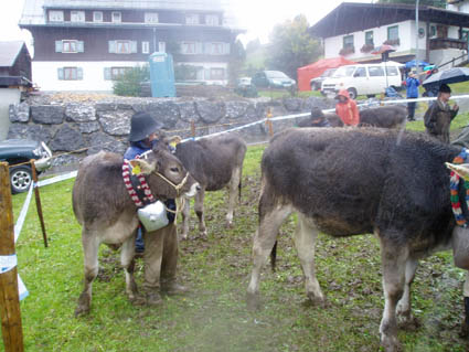15 benedikt