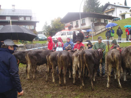 15 kaelb 2 gereiht