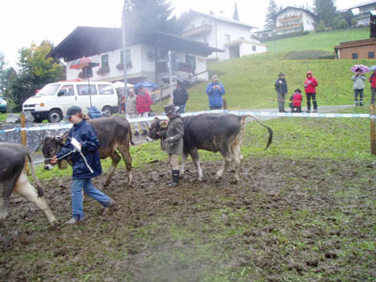 15 romana u to v gisi